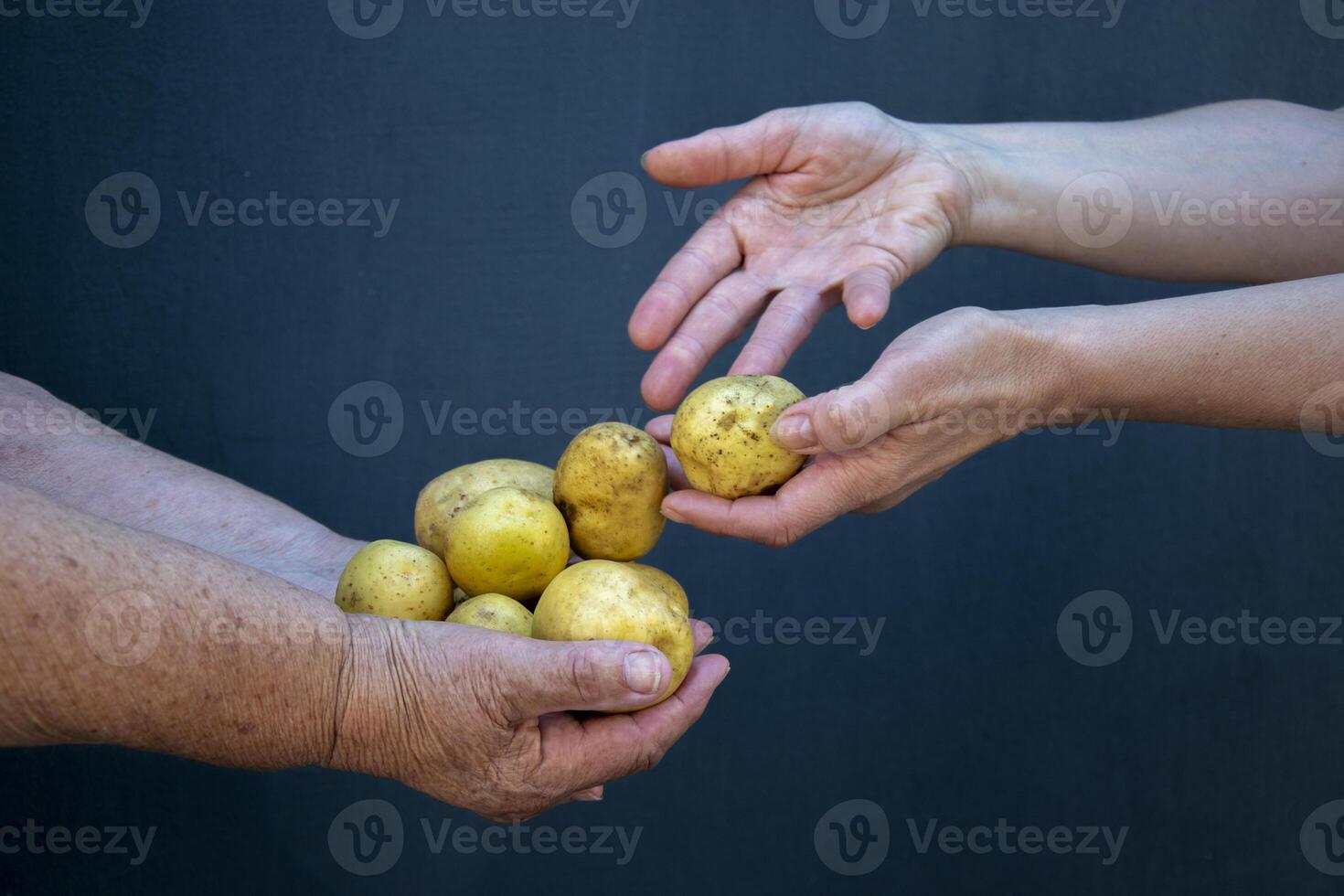 granjero participación en manos el cosecha de papas. orgánico vegetales. foto