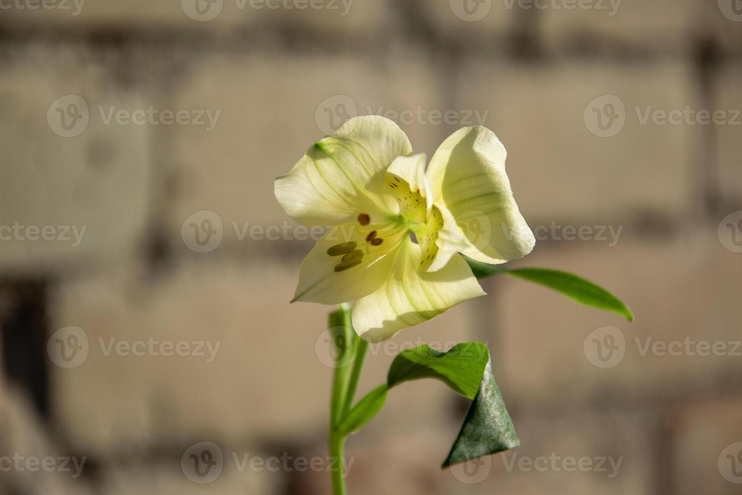 Yellow flower on a blurred background of an old brick wall. photo