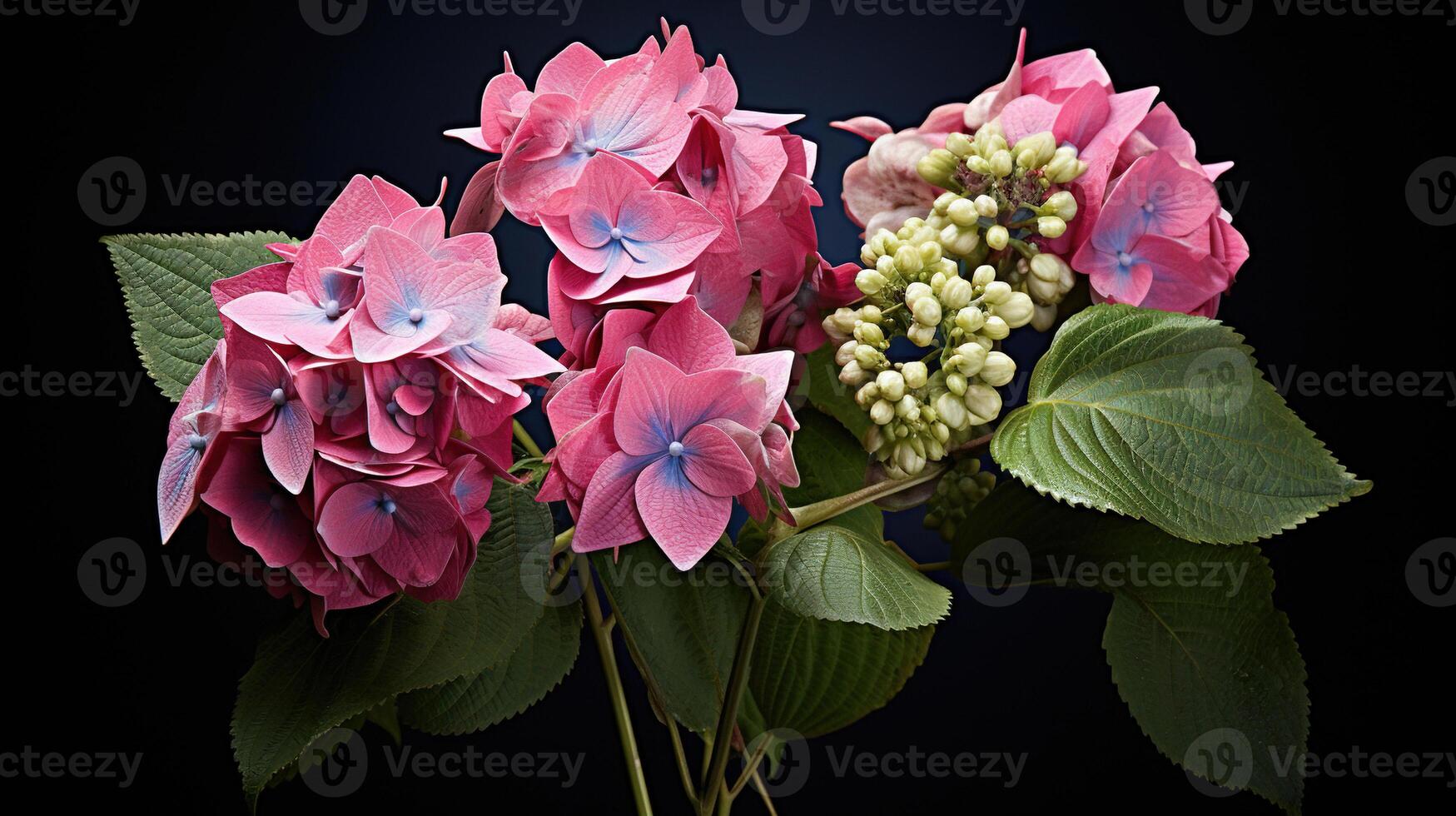 AI generated Pink hydrangea flowers with green leaves on black background. Mophead hydrangea flowers and leaves. photo