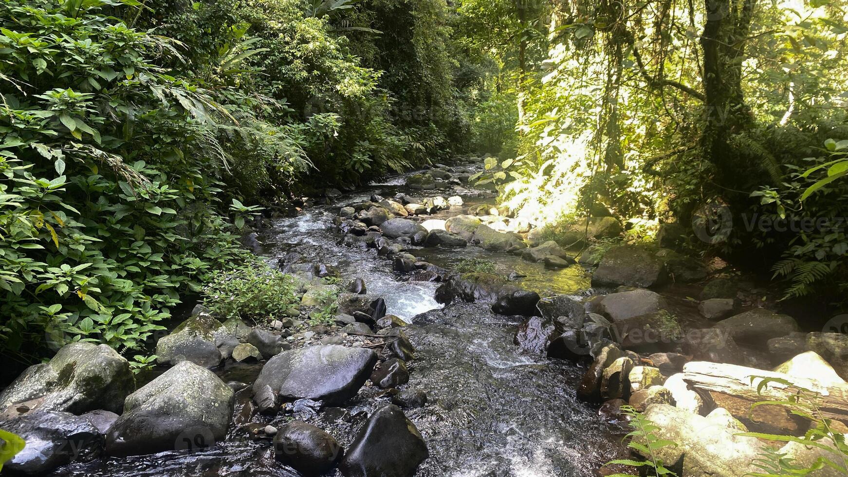 beautiful small stream in the middle of indonesia rainforest photo