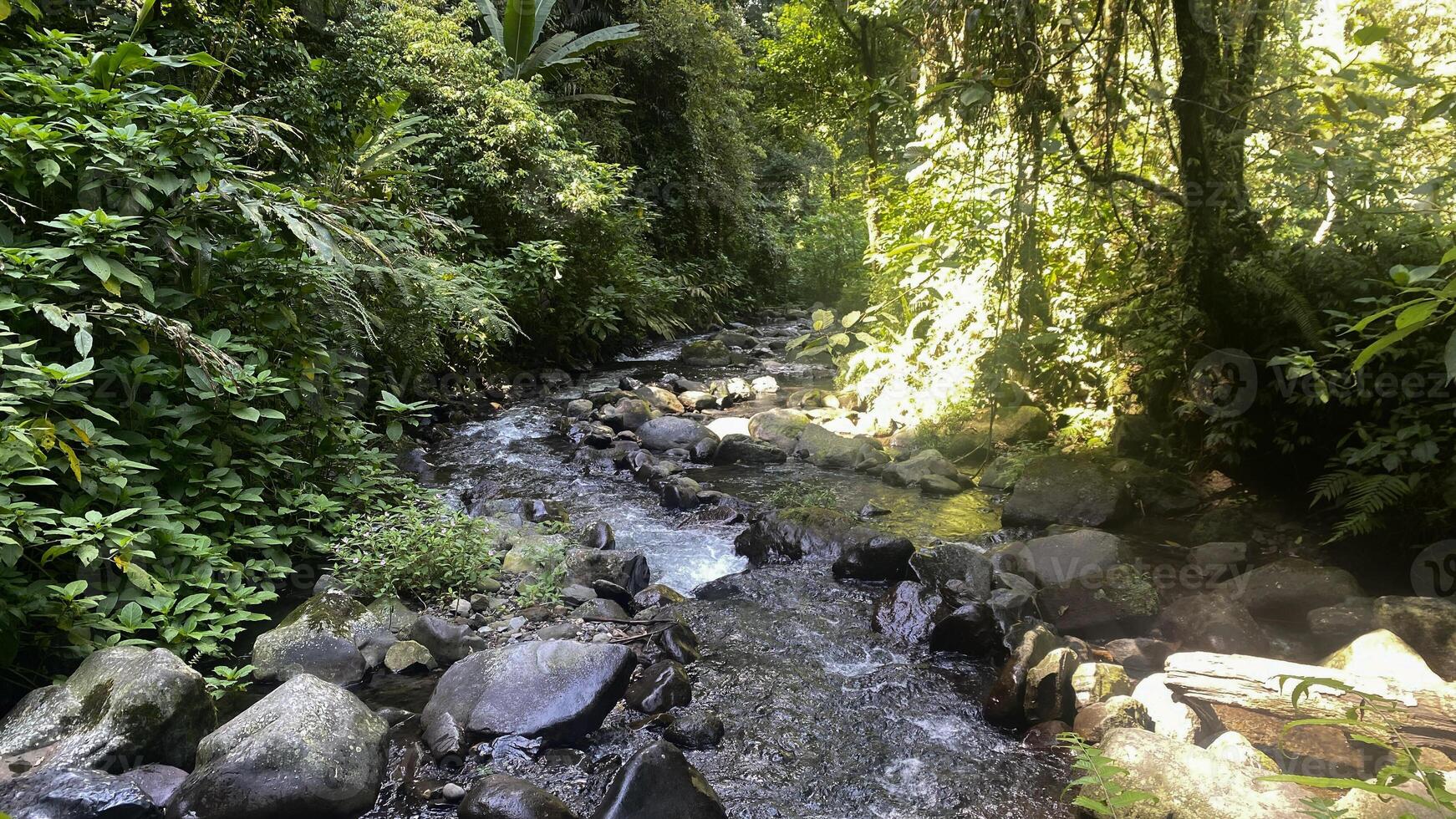 beautiful small stream in the middle of indonesia rainforest photo
