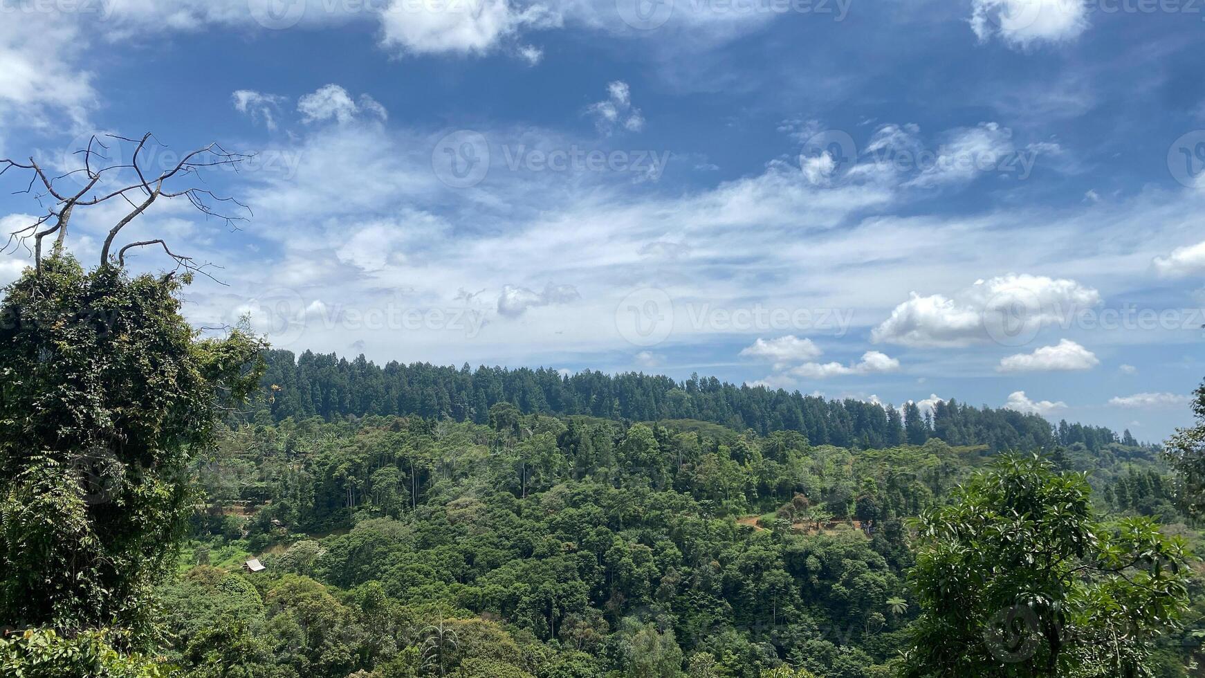 beautiful panoramic view in tropical forest with mountain and blue sky as a background photo