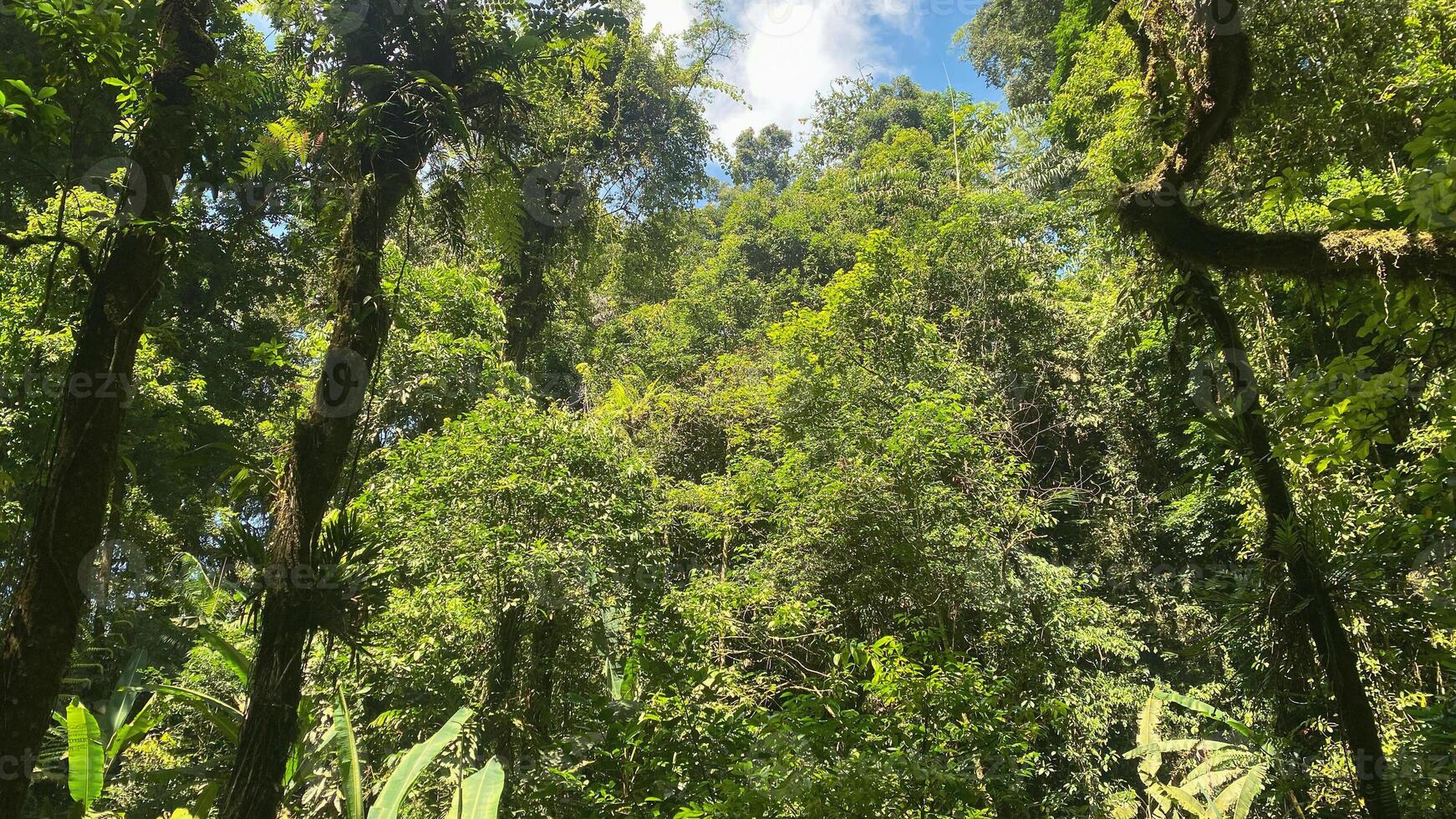 beautiful panoramic view in tropical forest with mountain and blue sky as a background photo