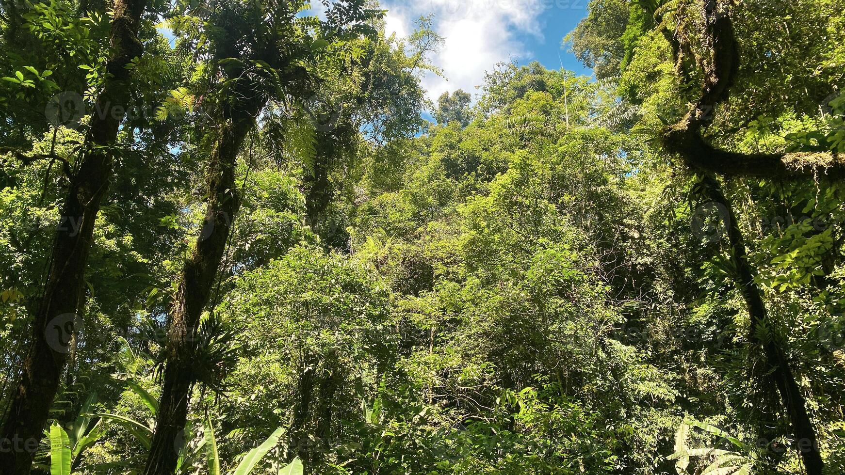 beautiful panoramic view in tropical forest with mountain and blue sky as a background photo