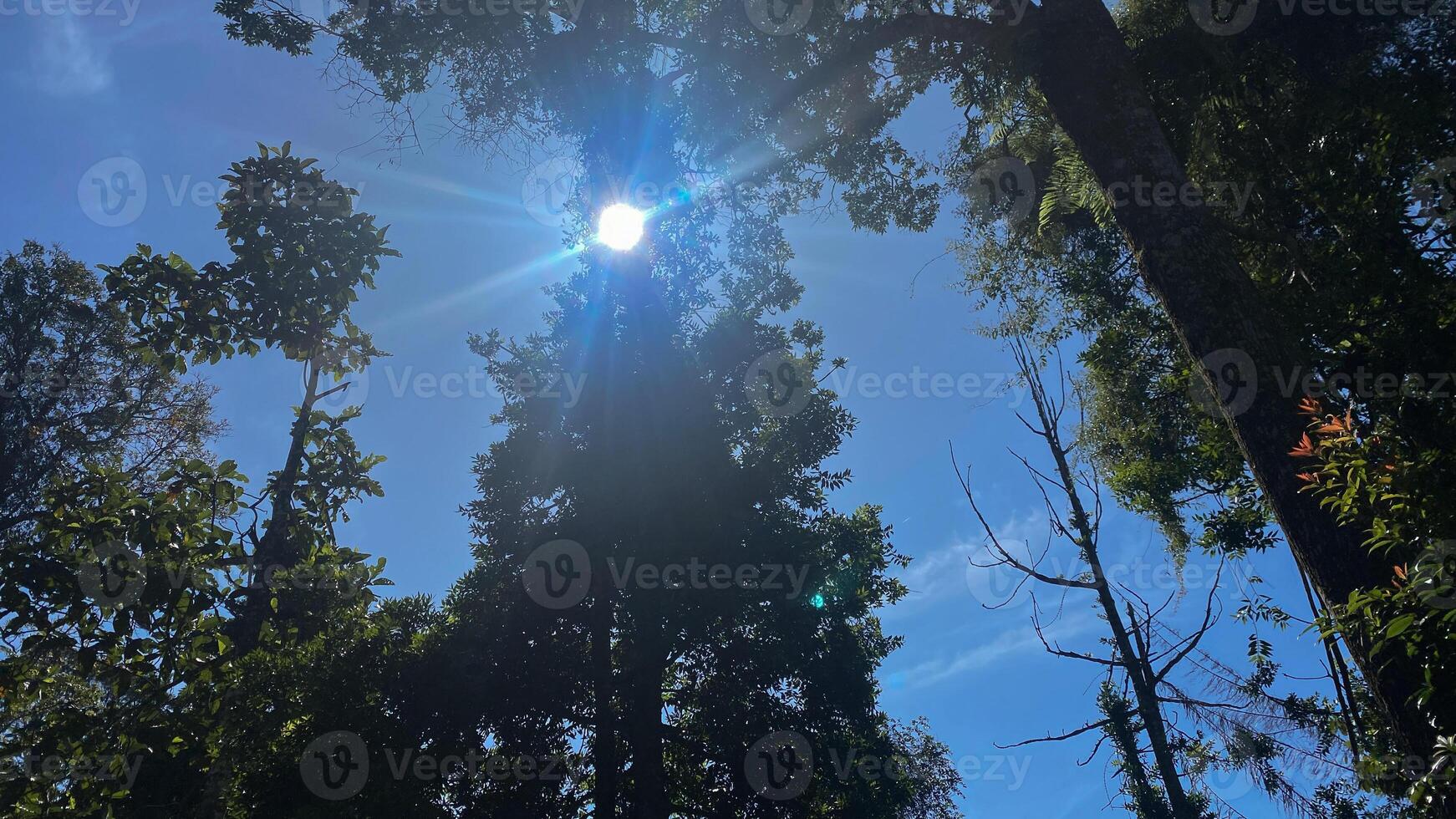 beautiful panoramic view in tropical forest with sun flare and blue sky as a background photo