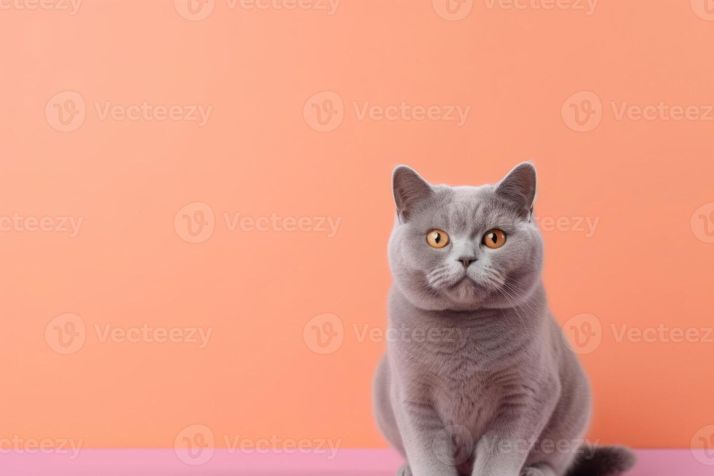 AI generated British gray cat breed sitting on a Peach Fuzz background with copy space and looking at the camera photo