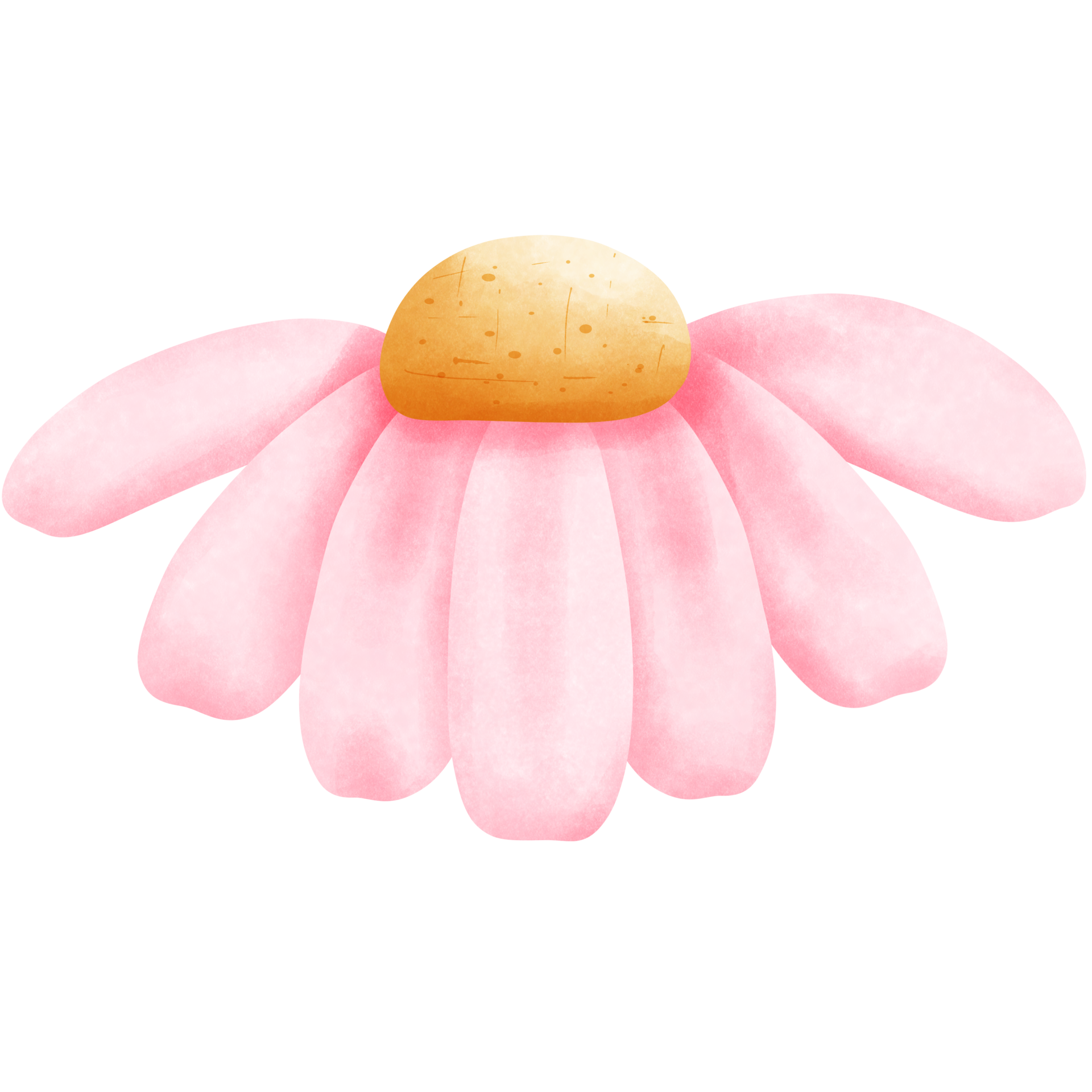 Watercolor pink daisy flower clipart isolated on transparent background
