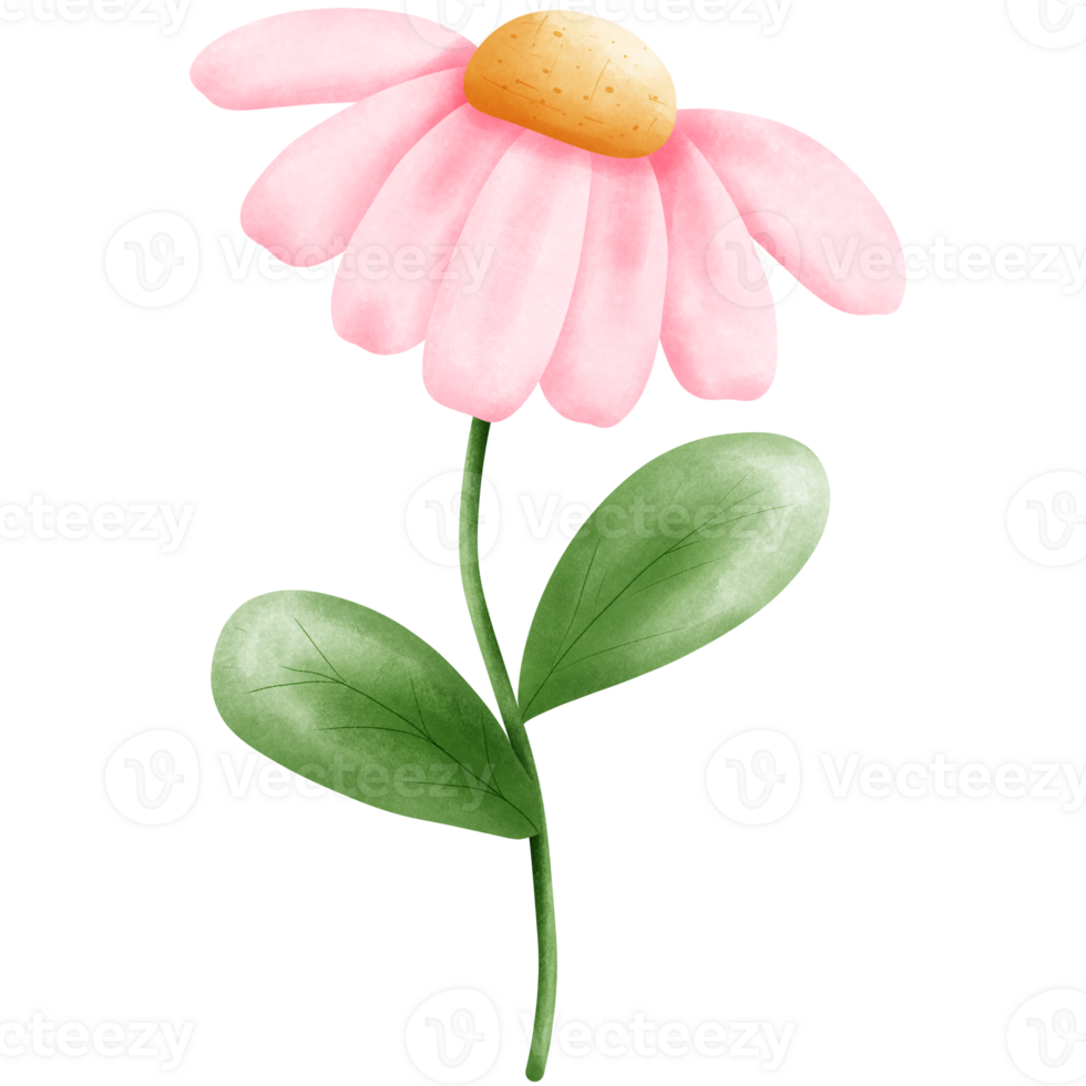 Pink daisy flower watercolor clipart isolated on transparent background with leaves and petals. png