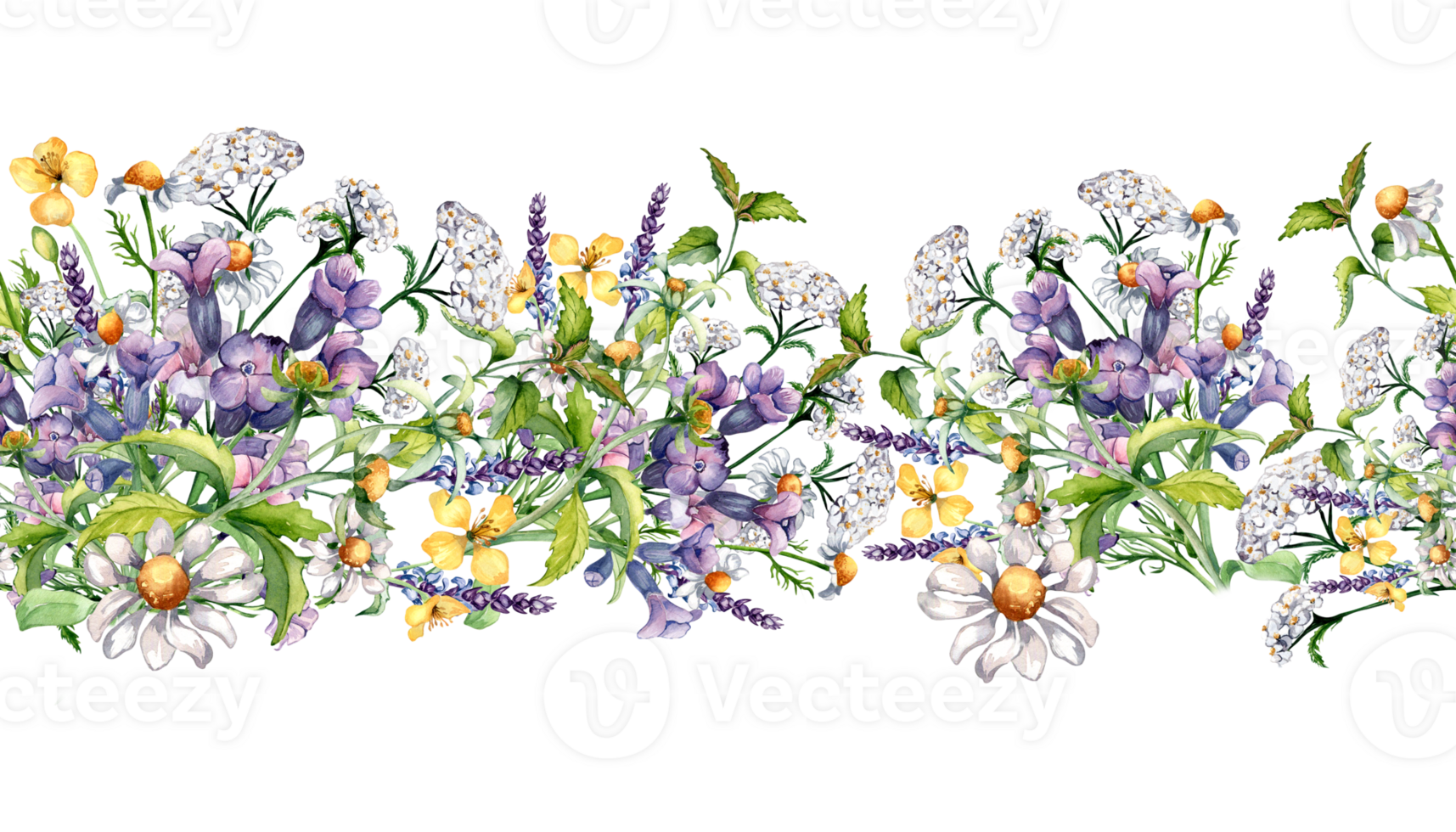 Seamless border of chamomile, nettle, lungwort, chelidonium watercolor illustration. Purple, yellow medicinal flower hand drawn. Design for label, package, wrapping. png