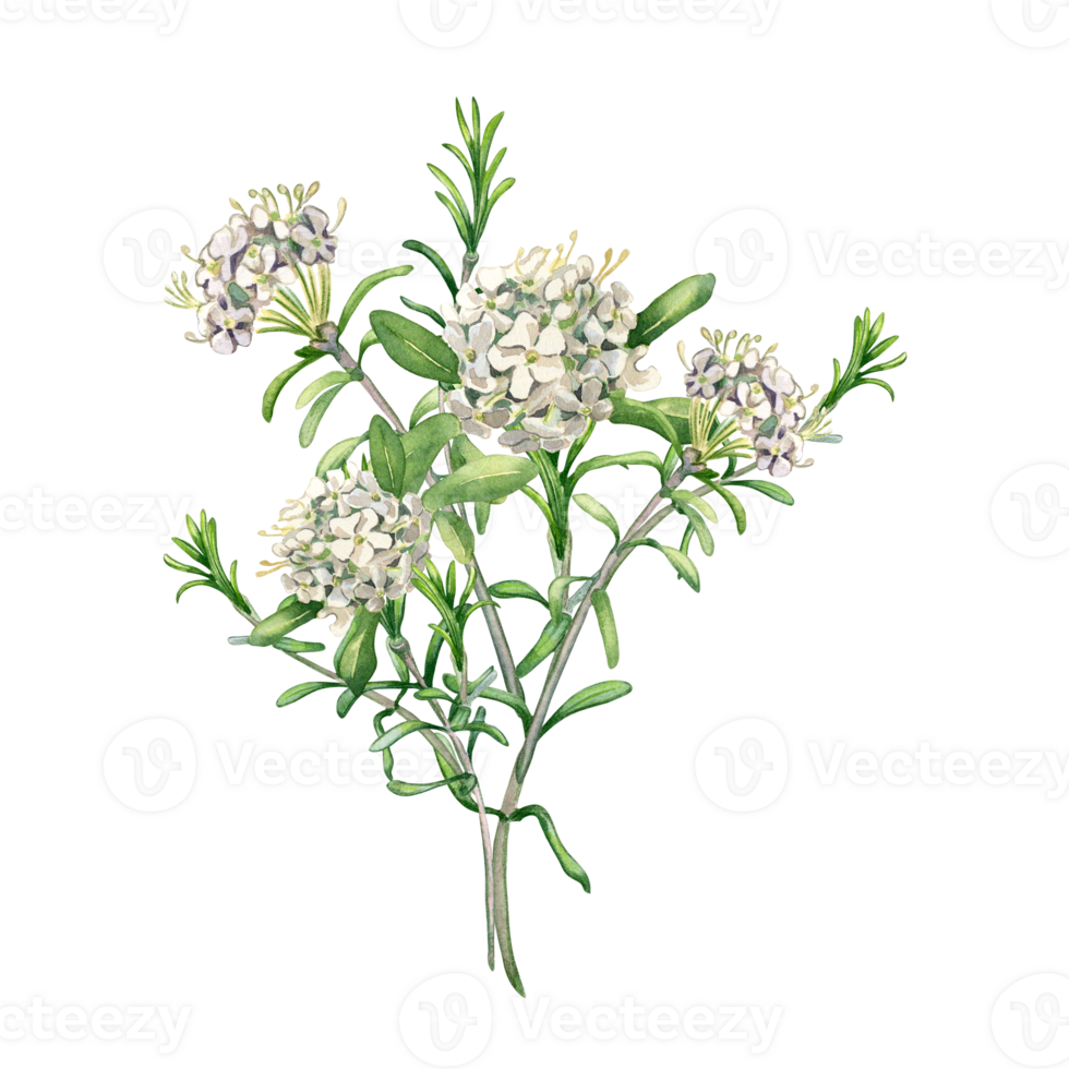 vattenfärg illustration knippa av labrador te blommor. målad blommig kvist av vild rosmarin i mild färger. bröllop element med ljus blommor. design för påsk kort. png