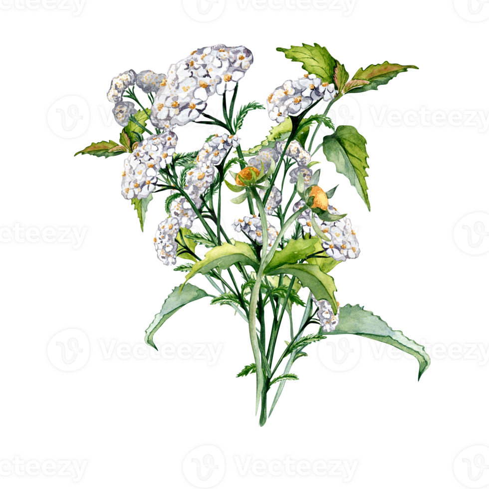 Achillea millefolium, nettle, beggarticks watercolor illustration. Medicinal flowers painted. Useful herbs, medicinal plants hand drawn. Design for label, package, card. png