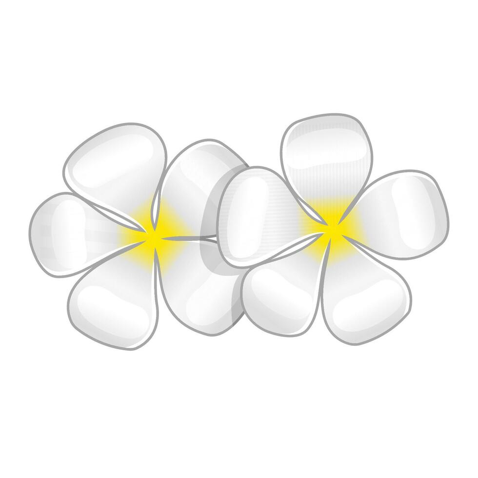 Jasmine flowers icon in color. Spa aromatherapy vector