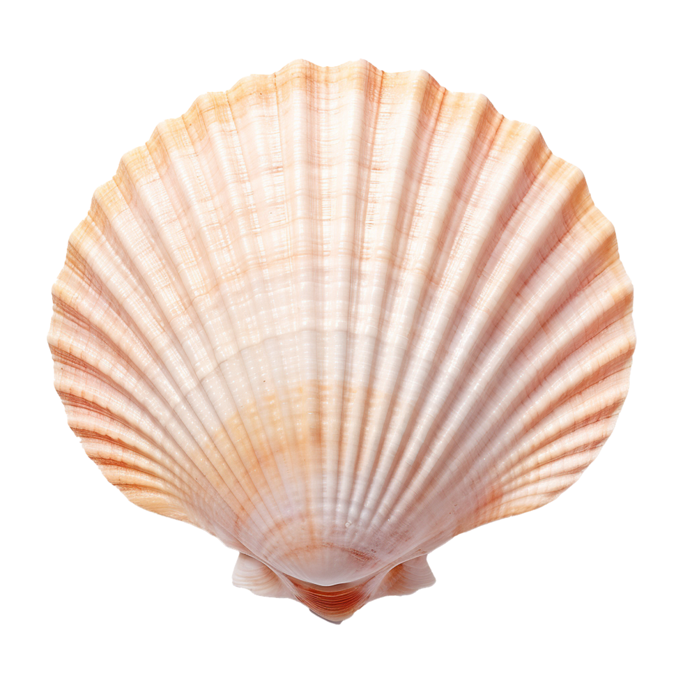 AI generated Seashell on transparent background png