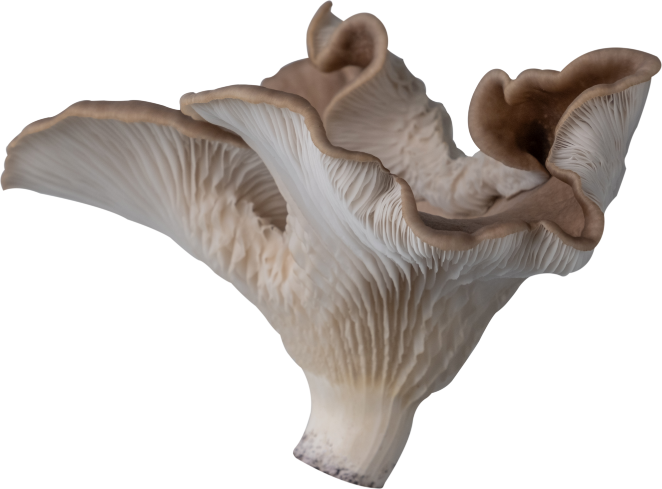 edible mushroom cut out on transparent background. png