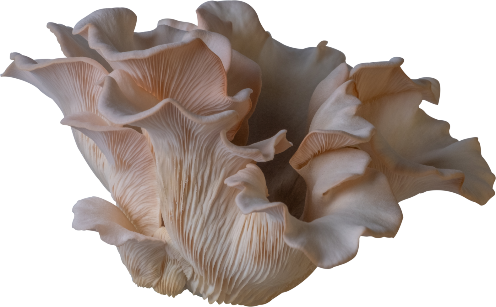 oyster mushroom cut out on transparent background. png