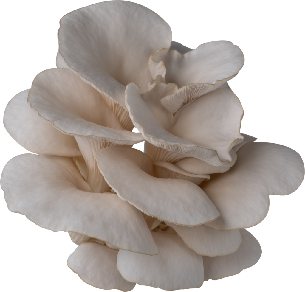 oyster mushroom cut out on transparent background. png