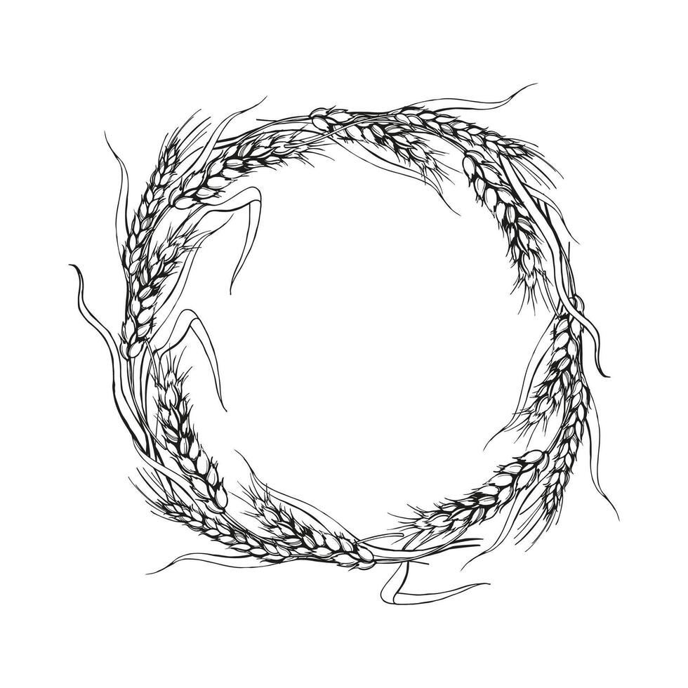 vector wreath of ears of wheat, hand drawn illustration with branches of wheat, agriculture theme, black and white sketch of harvest theme isolated on white background