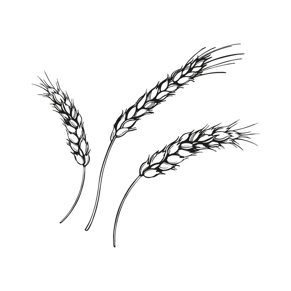vector illustration of ears of wheat, hand drawn three branches of wheat, agriculture theme, black and white sketch of harvest theme isolated on white background