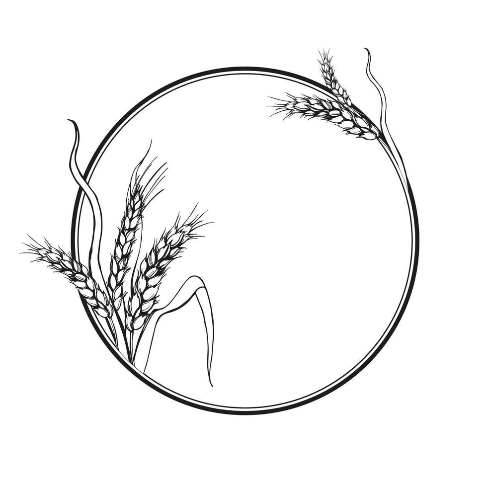 vector circle frame with ears of wheat, hand drawn illustration of branches of wheat, agriculture theme, black and white sketch of harvest theme isolated on white background
