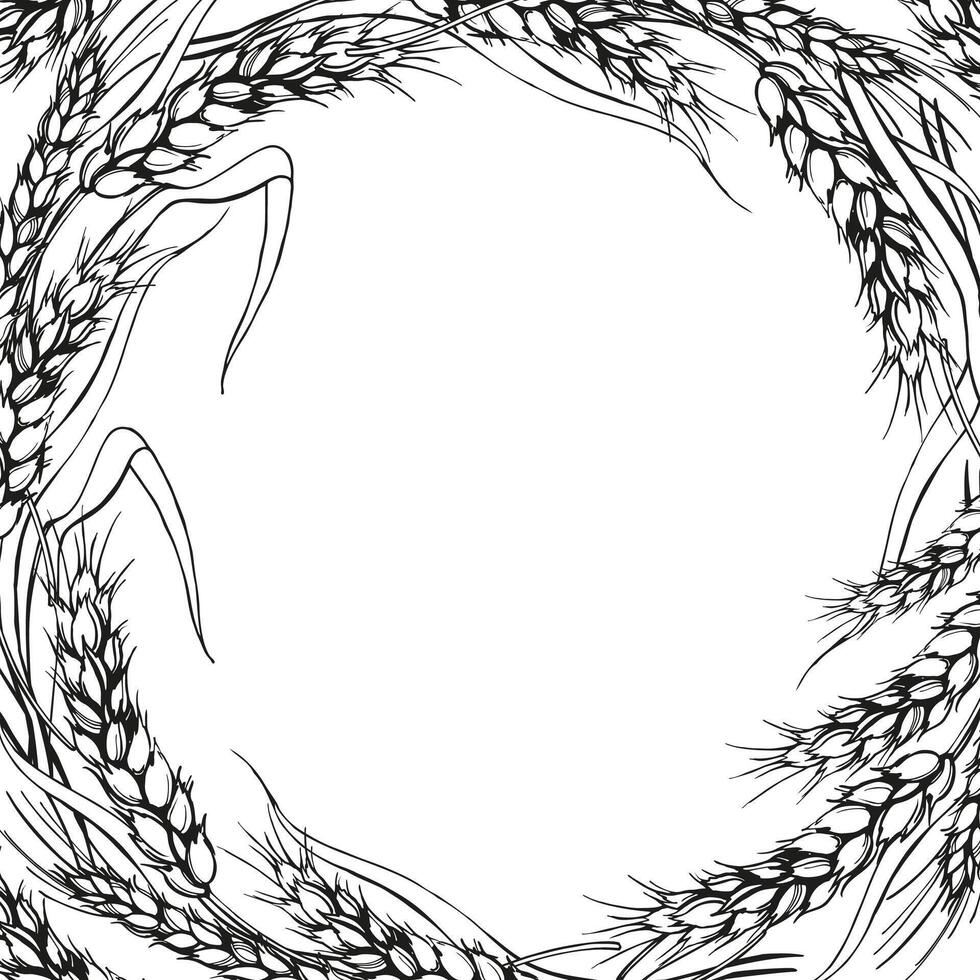 vector frame with ears of wheat, hand drawn illustration of branches of wheat, agriculture theme, black and white sketch of harvest theme isolated on white background