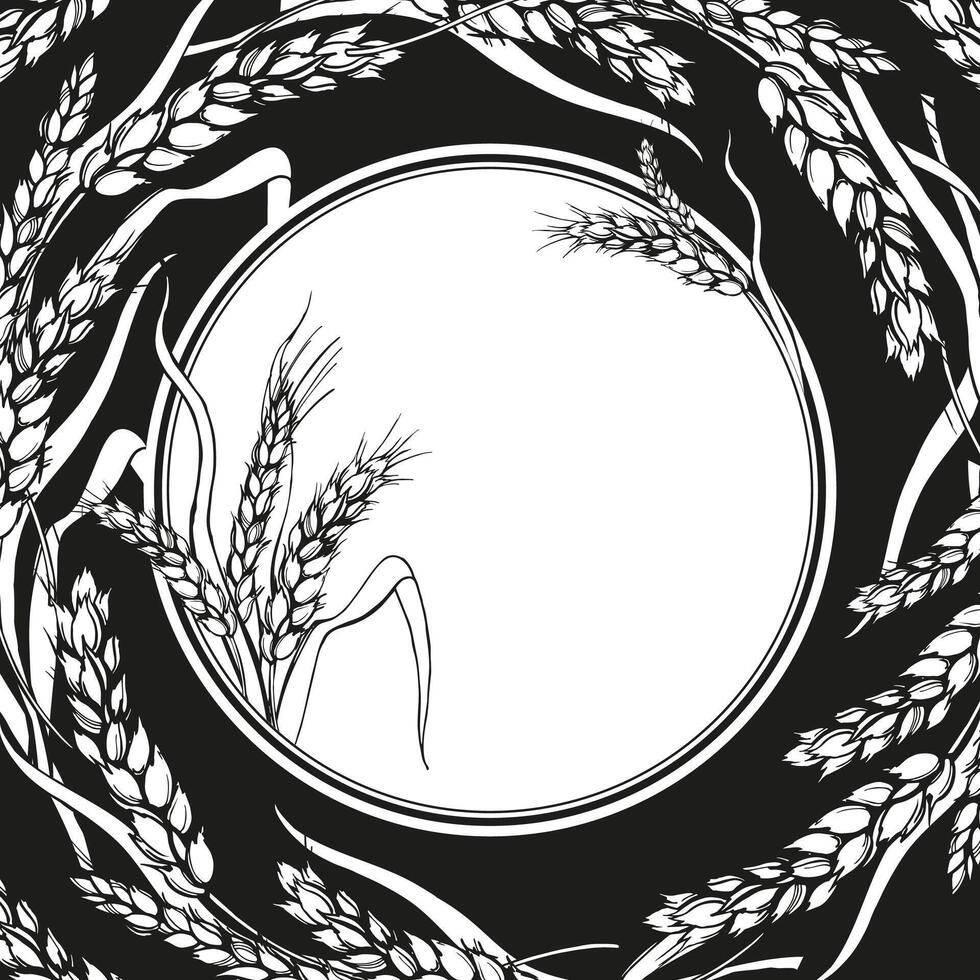 vector white frame with ears of wheat, hand drawn illustration of branches of wheat, agriculture theme, black and white sketch of harvest theme on black background