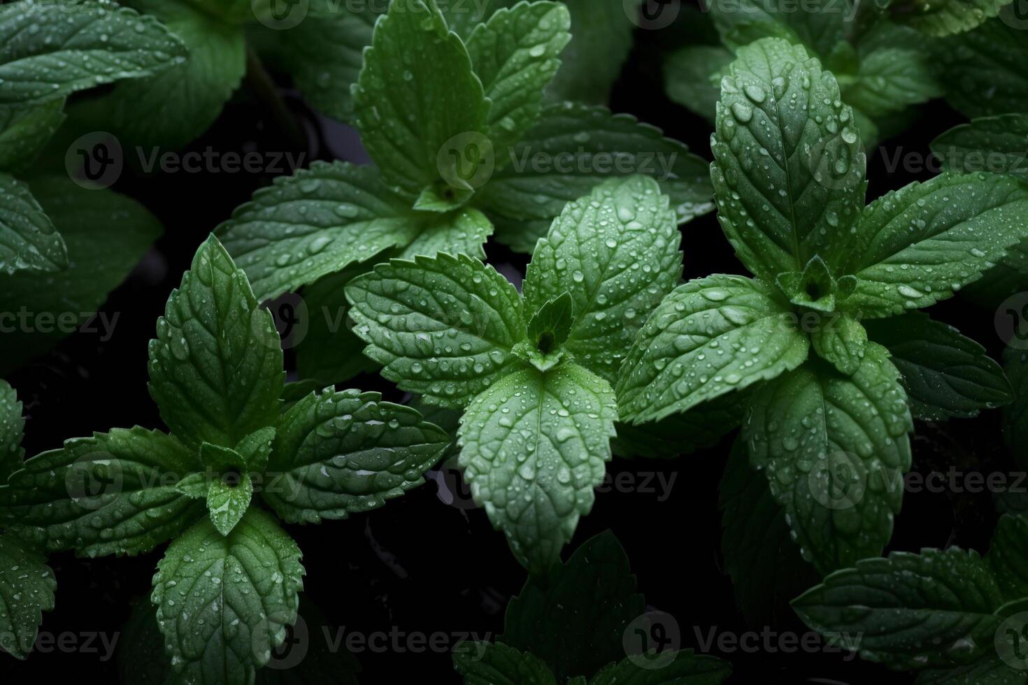 AI generated Fresh mint leaves with waterdrops macro background, peppermint close up. AI generated. photo