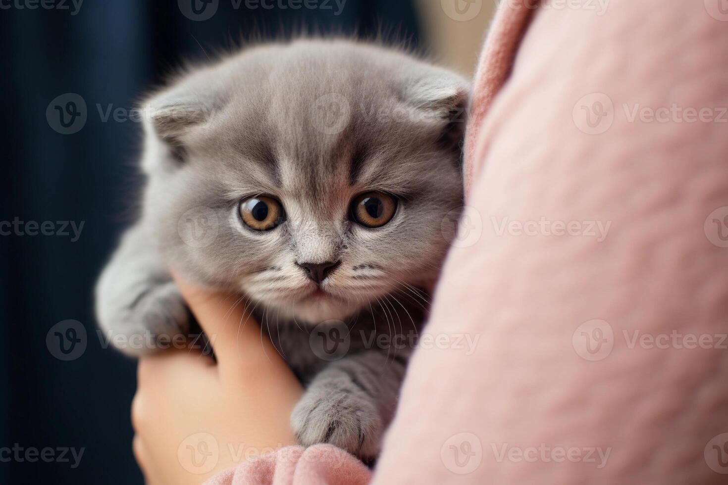 AI generated Small cute Scottish fold kitten sitting on a woman's arms, close up. AI generated. photo