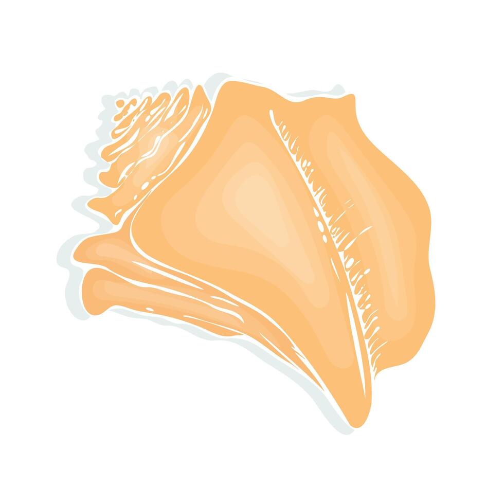 Conch sea shell illustration on white background and hand drawn detailed texture. vector