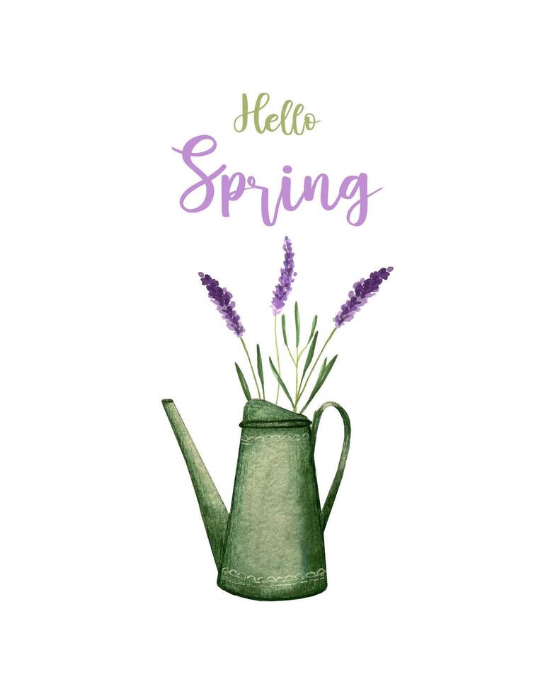 Hola primavera ilustrado verde riego lata con púrpura flores lavandas, significando estacional cambiar. aislado, blanco antecedentes. vector