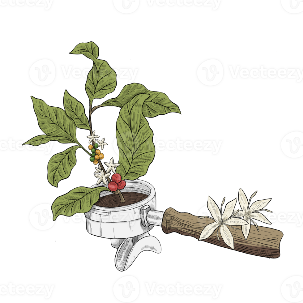 Portafilter with coffee plant growing there png