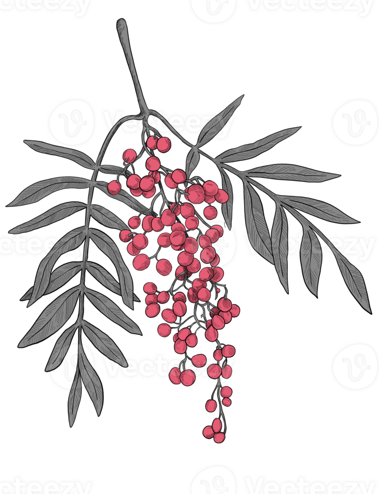Cherry fruit vintage botanical illustration png