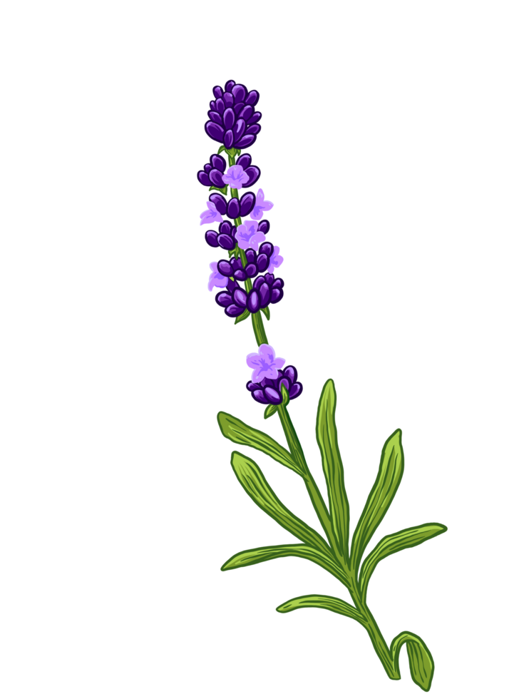 Lavender flower color illustration 38057425 PNG