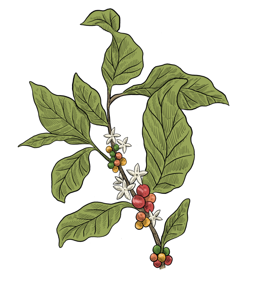 Coffee plant illustration with sketch style png