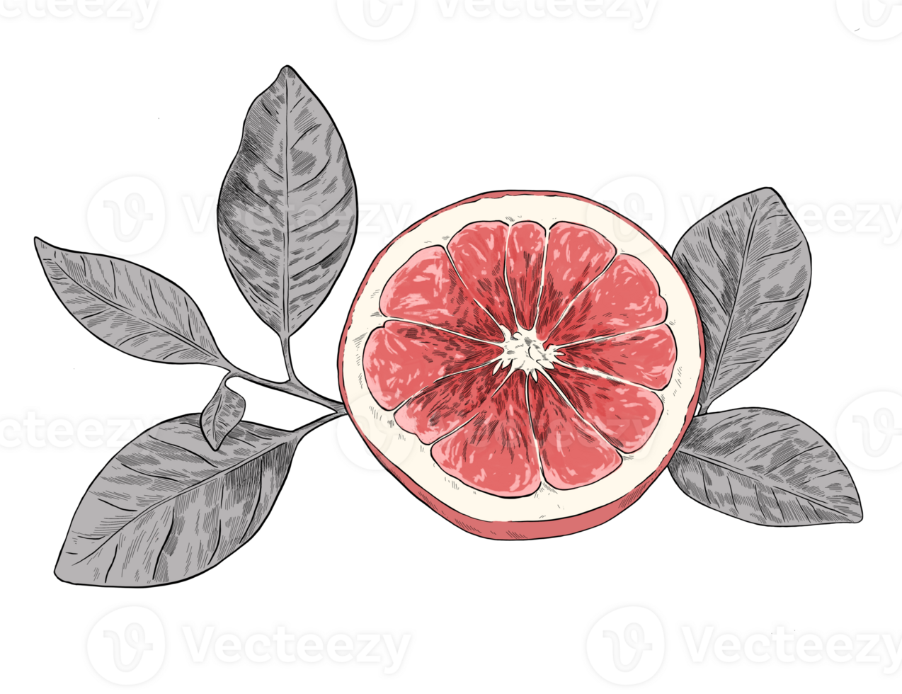 Pomegranate fruit botanical sketch illustration png
