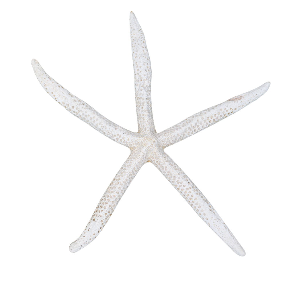 white starfish isolated png