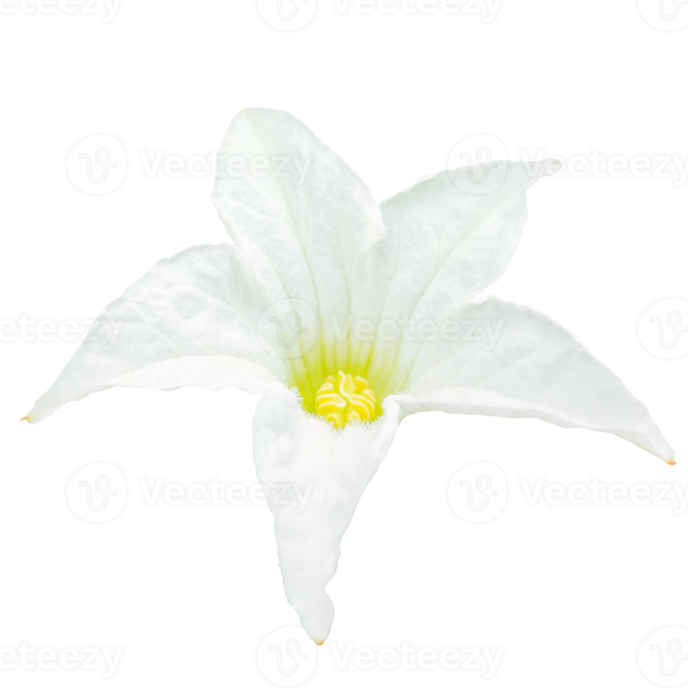 Tropical white Ivy Gourd or Scarlet Gourd flower isolated on white or transparent background. Floral and plant object elements from nature for design in spring season. png