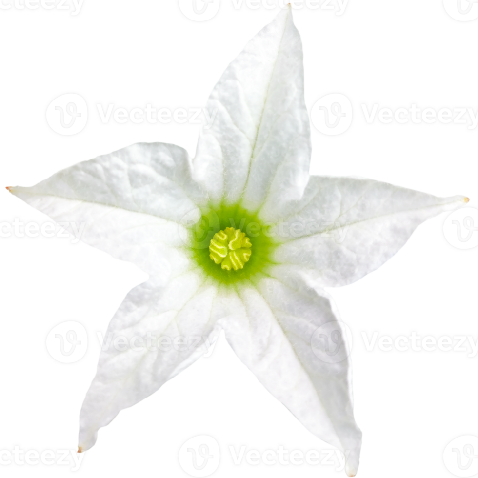 Tropical white Ivy Gourd or Scarlet Gourd flower isolated on white or transparent background. Top view of floral and plant object elements from nature for design in spring season. png