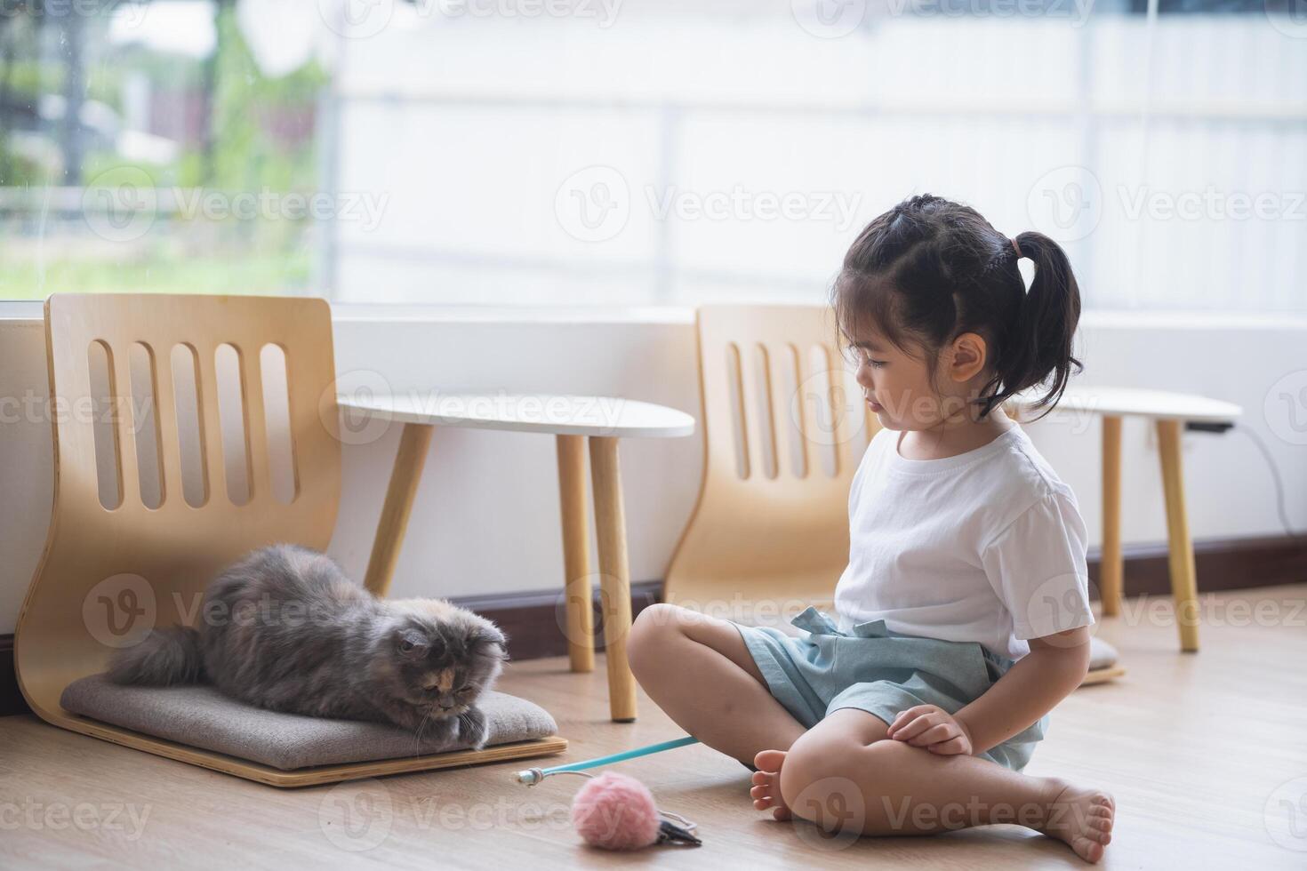 Asian baby child girl playing with persian cat lying on the floor at home, mixed breed cat is a cross between breeds or a purebred cat and a domestic cat. Animal cats concept. photo
