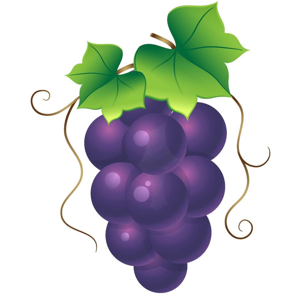 Grape icon in color. Fruit berry sweet vector