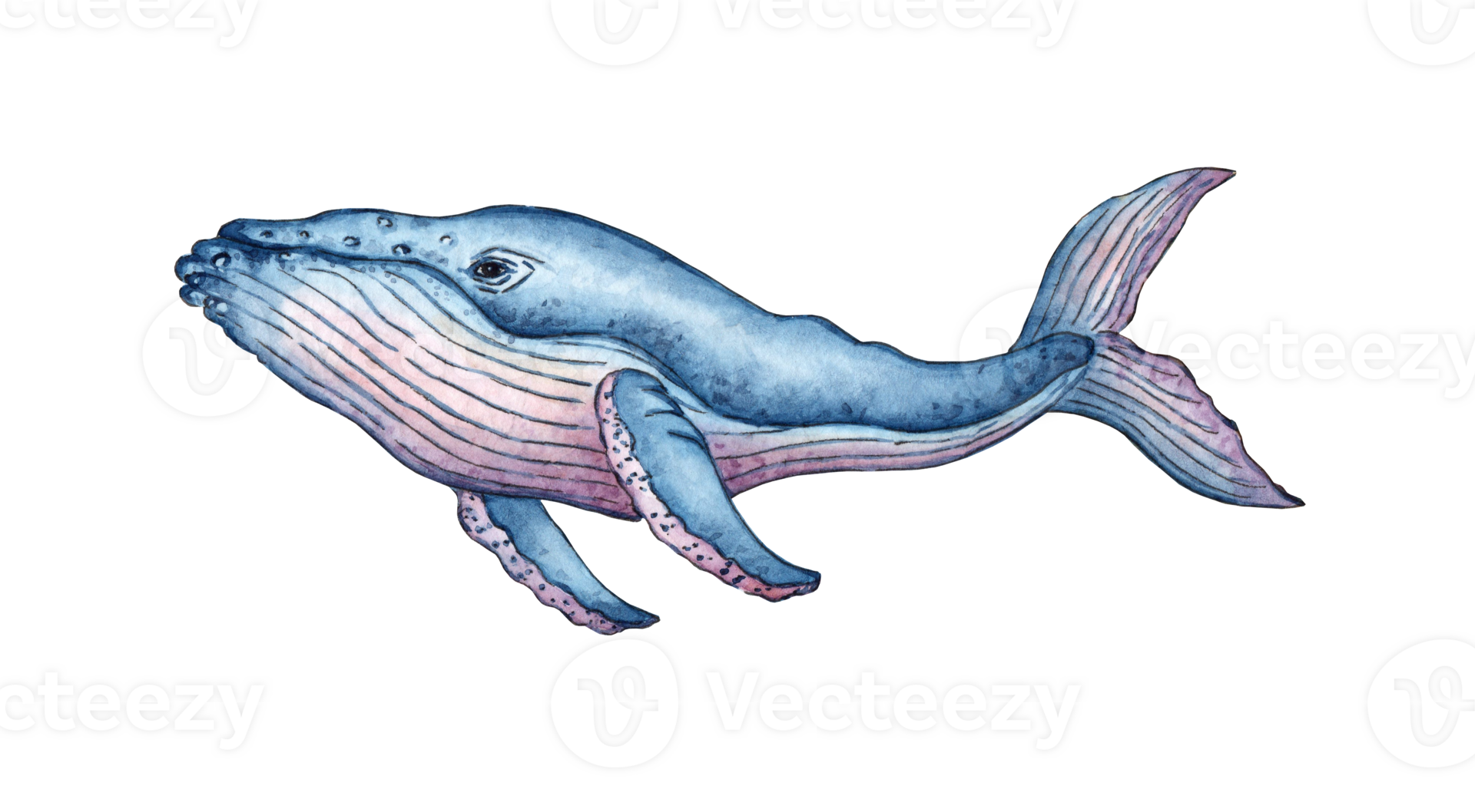 Watercolor illustration of a large blue pink whale Sea creatures