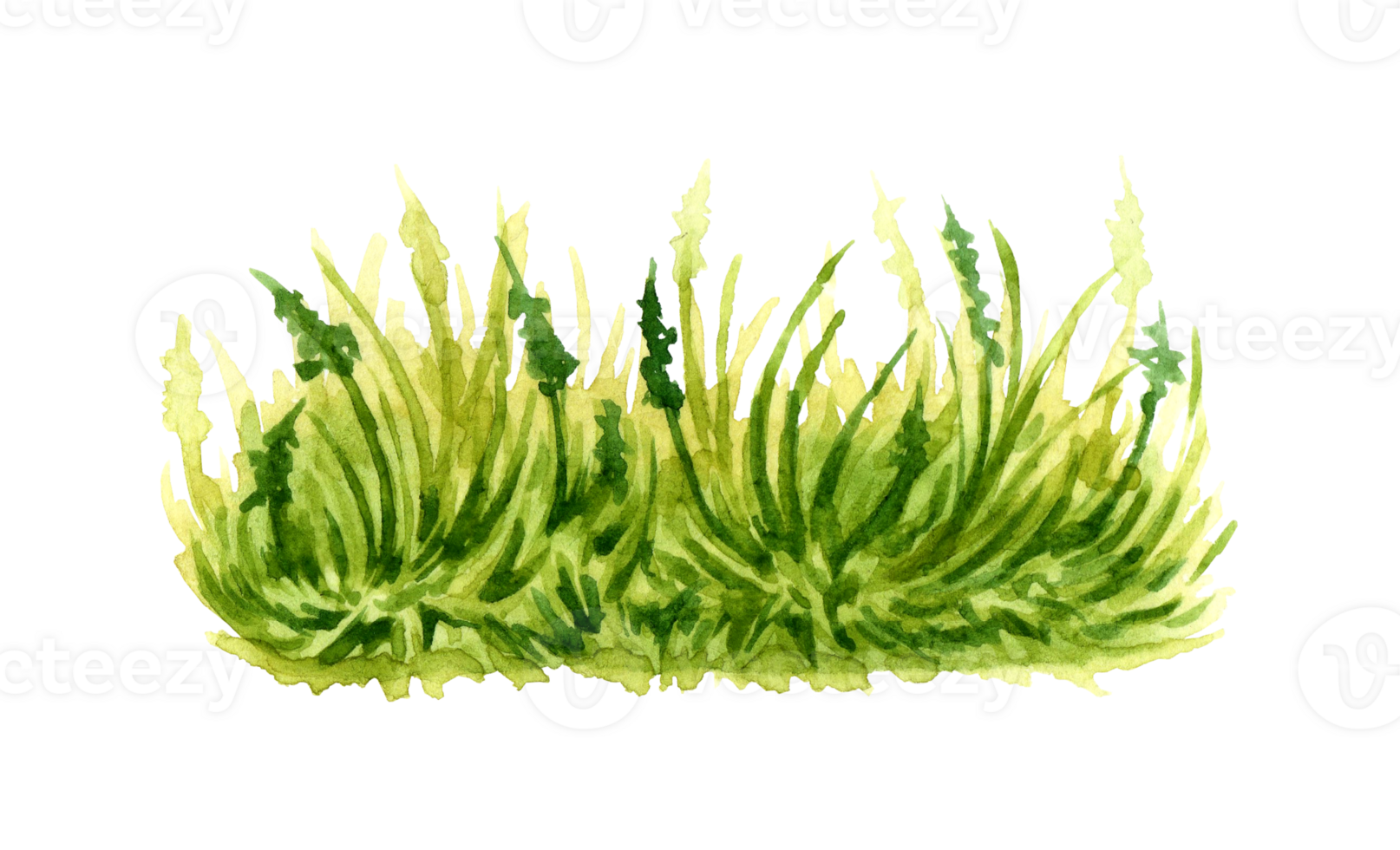 Watercolor illustration of green fluffy grass. Element of natural lawn with lush vegetation. Isolated. Background element for the design of gardens, landscapes, parks, forests png