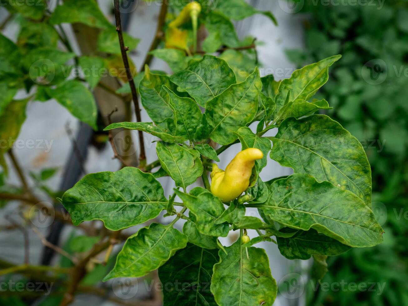 chilies that are growing well and ready to be harvested photo