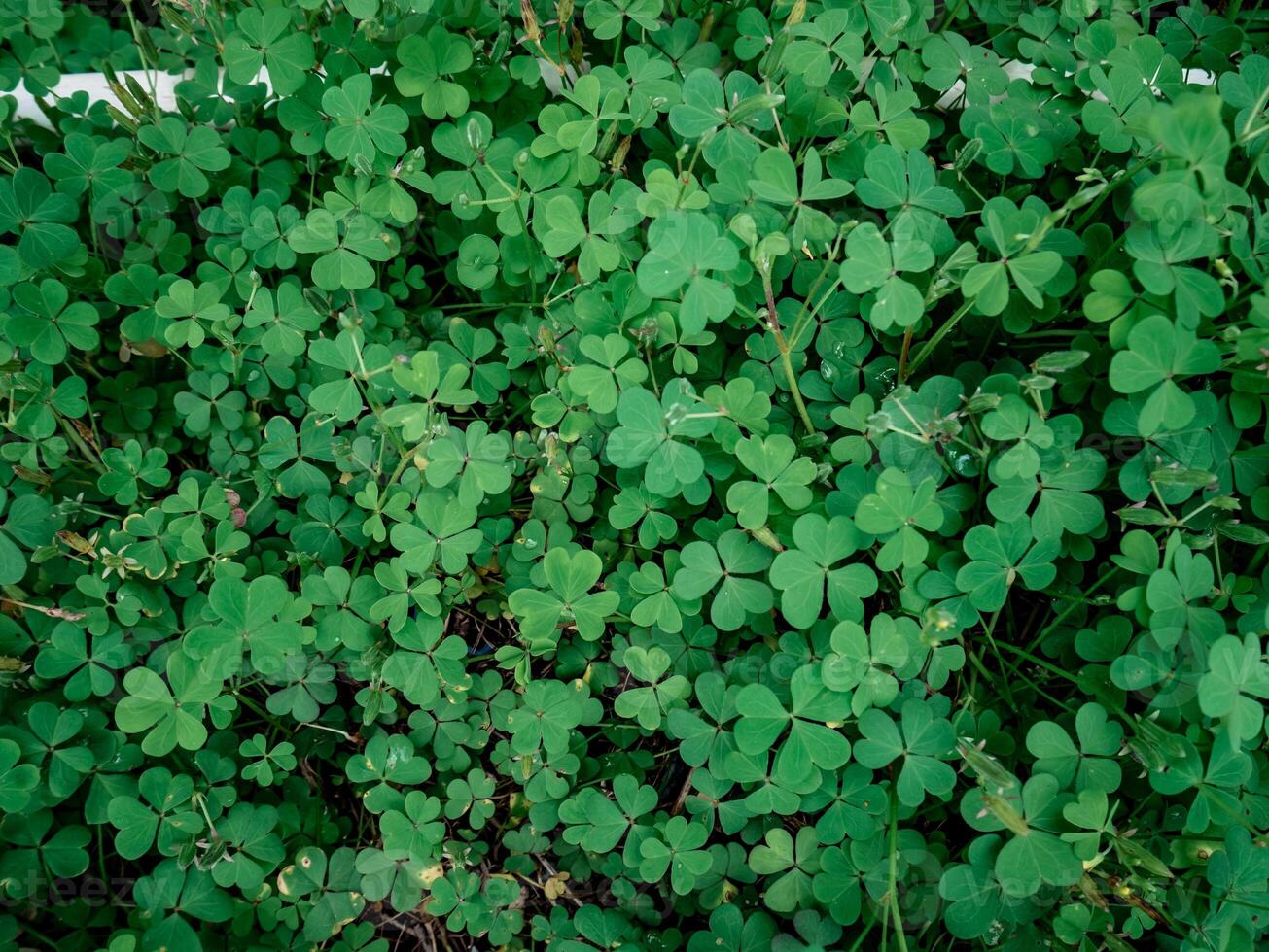 clover plants growing wild in the farmer's garden yard photo