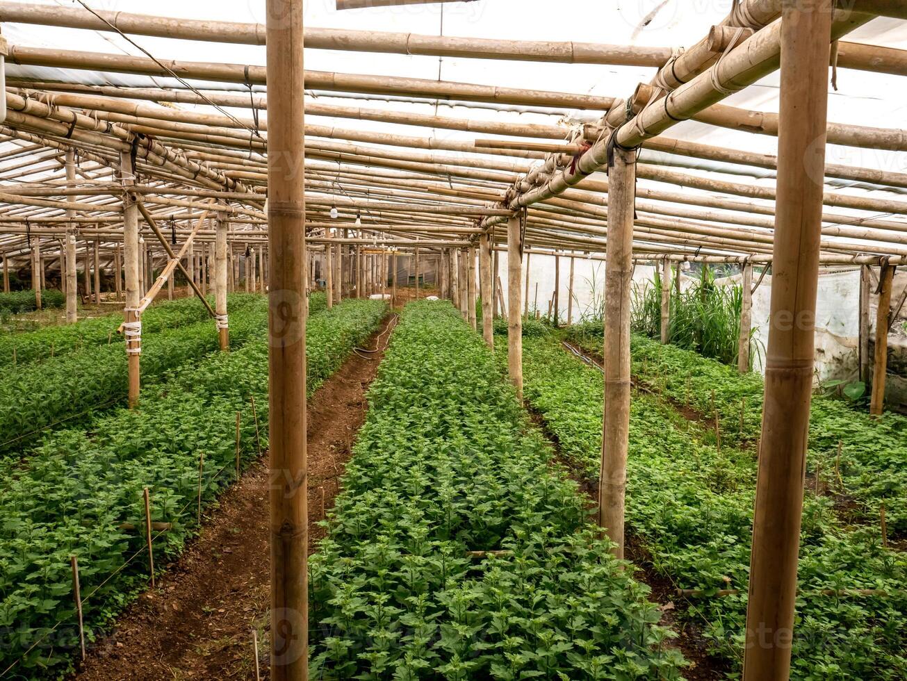 Chrysanthemums are grown in simple bamboo greenhouses photo