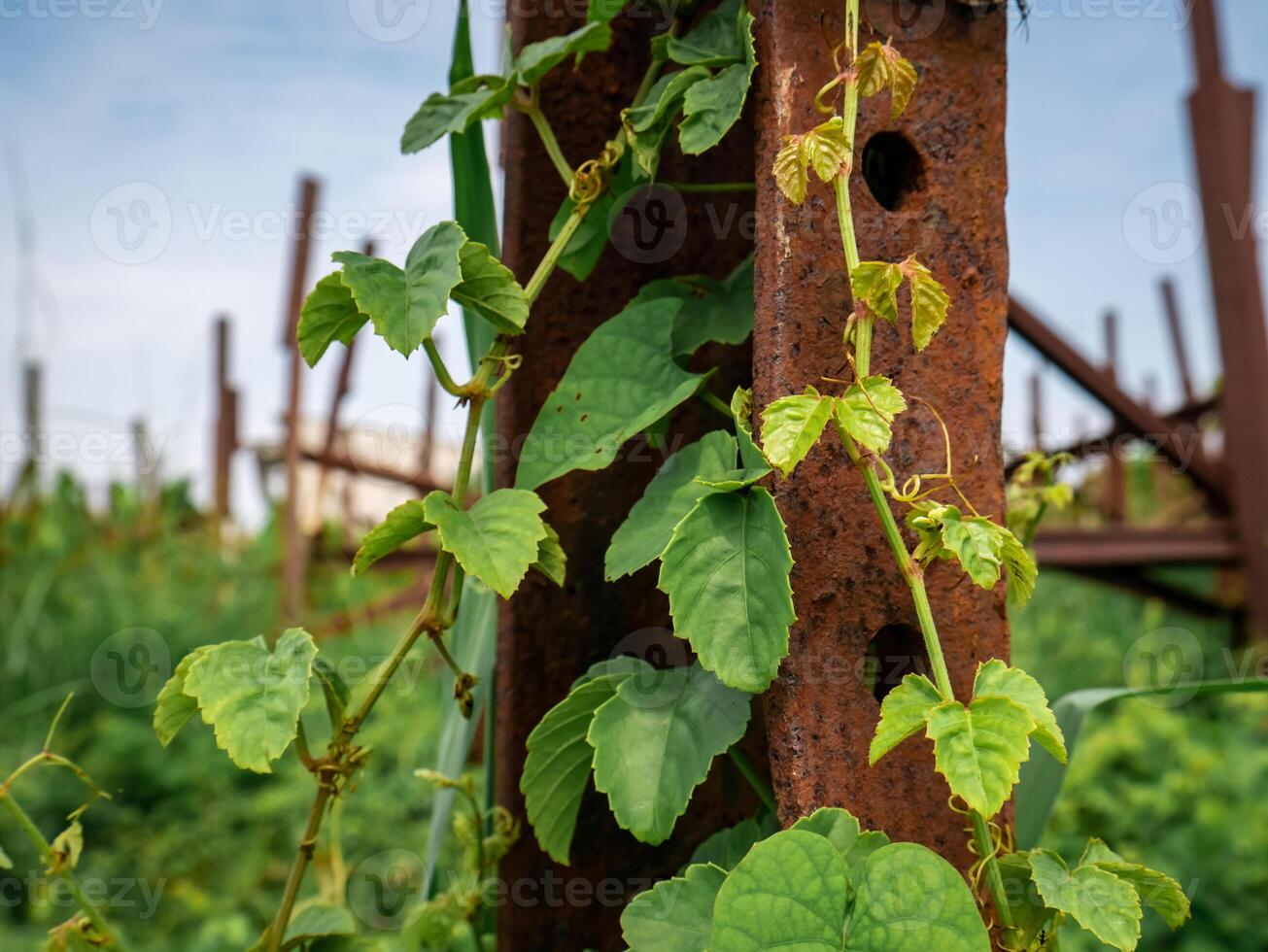 the vines that grow hug the rusty brown iron photo