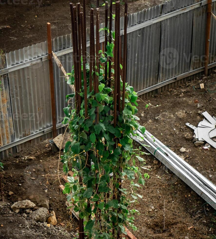 Iron pillars that failed to be cast so that wild plants grew photo