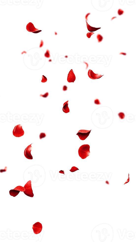 Red roses petals flying romantic overlay background photo