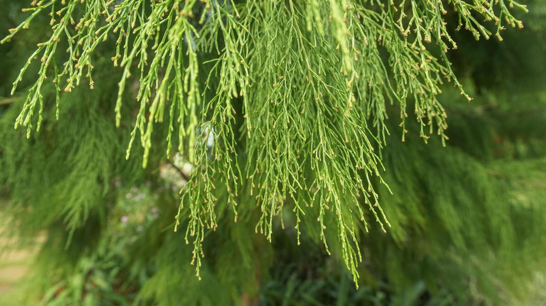 background of lush and green pine trees photo