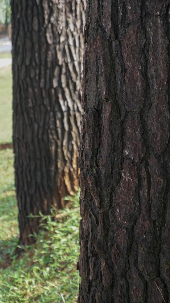 background of large sturdy pine trees photo