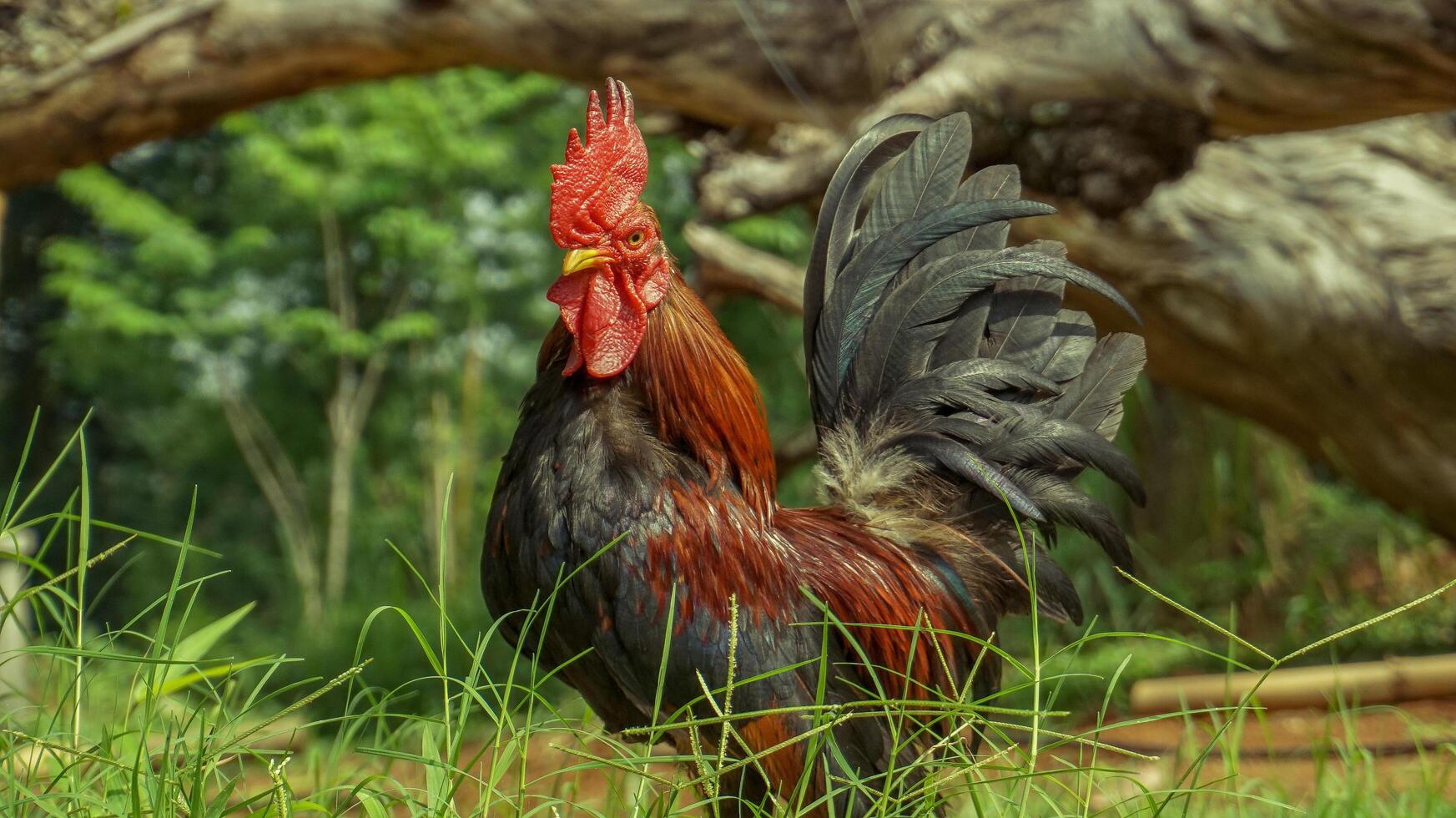 a rooster with a red comb photo